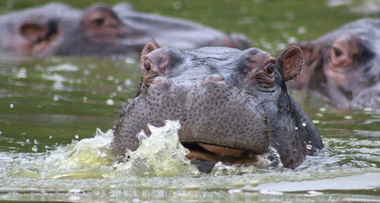 Gorilas de Uganda Safari por Tierra y Participación Camping - G Adventures 4