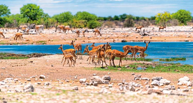 Herden von Springböcken und anderen Antilopen versammeln sich an einer blauen Wasserstelle in der staubigen Savanne der Etosha.