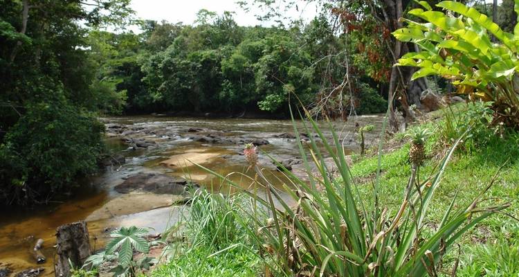 Suriname, Guyana and French Guyana Round Trip - 18 Days - Oasis Travel 3