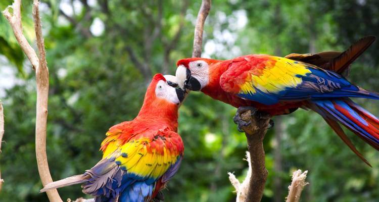 Suriname, Guyana and French Guyana Round Trip - 18 Days - Oasis Travel 7