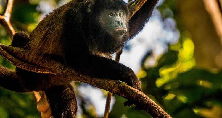 Suriname, Guyana and French Guyana Round Trip - 18 Days - Oasis Travel 8