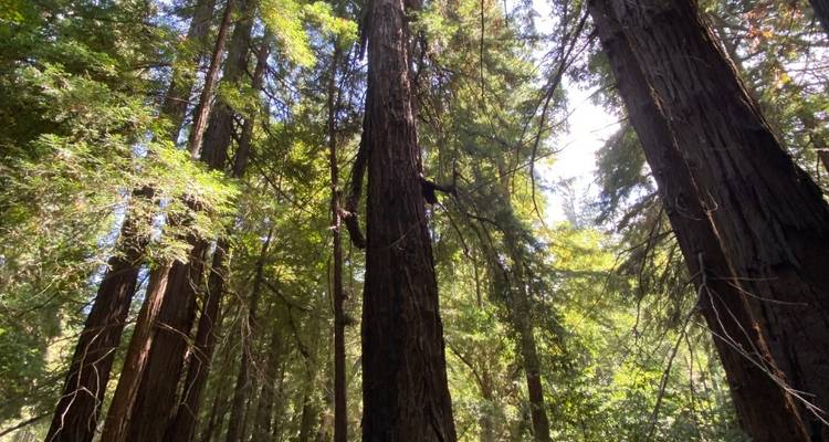 Costa Central de California: Redwoods, Castillo de Hearst, Región vinícola, Solvang y Santa Bárbara | De San Francisco a Los Ángeles - Toast Tours LLC 1