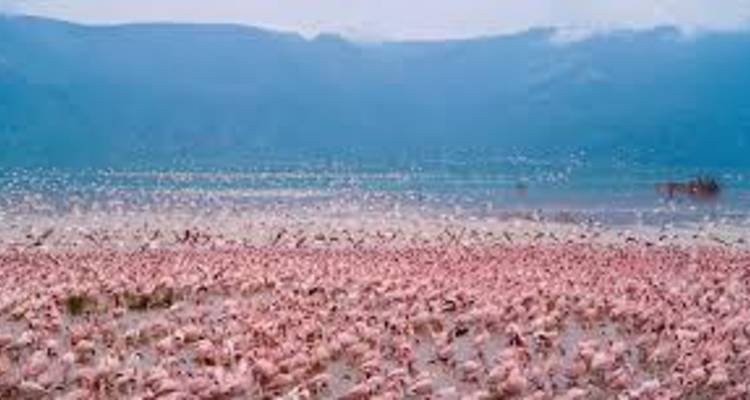 Le lac Nakuru en une journée : Faune et merveilles - Ngurumah Tours and Travel 2