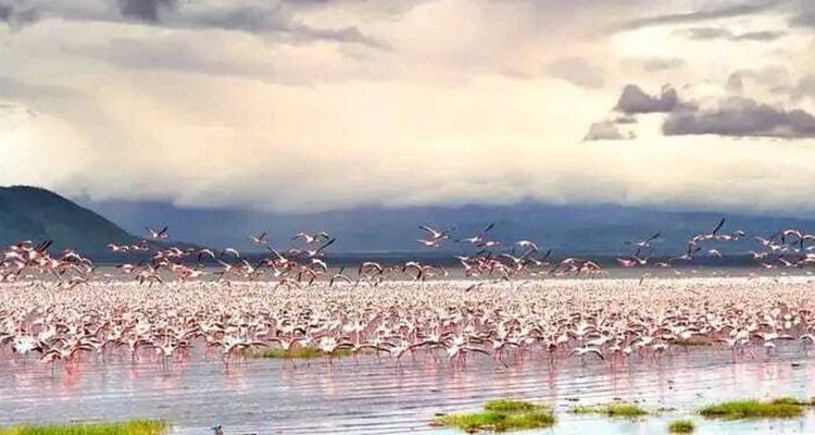 Le lac Nakuru en une journée : Faune et merveilles - Ngurumah Tours and Travel 4