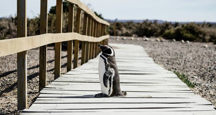 Puerto Madryn en voiture (4 jours) - Hi Travel Argentina 3