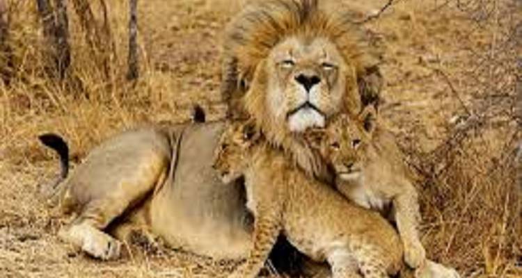 Tarangire National Park Day Trip Tour - Kilingeadventures 6