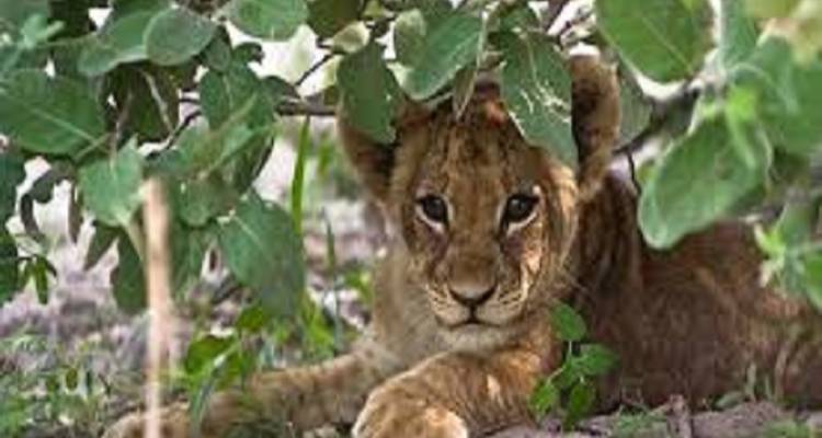 Excursión especial de un día a Tanzania Safari en familia - Kilingeadventures 4