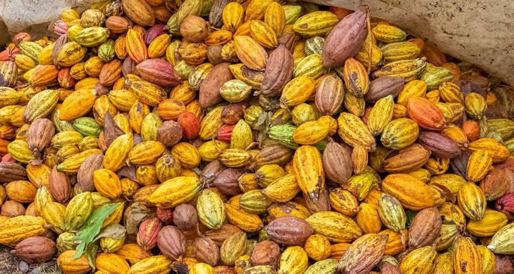 Cascadas, barones del cacao e Isla de los Príncipes - DIAMIR Erlebnisreisen 4