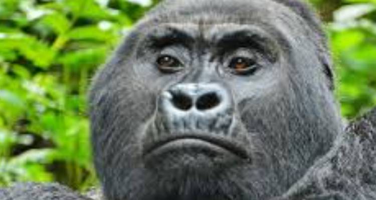 30-Day Ultimate Africa Private Expedition - Professional Safari Africa 3