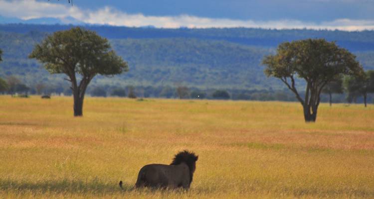 Parc national de Mikumi - 3 jours - Serengeti Access Safaris 1