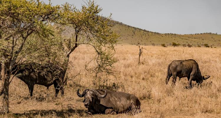 Parc national de Mikumi - 3 jours - Serengeti Access Safaris 6