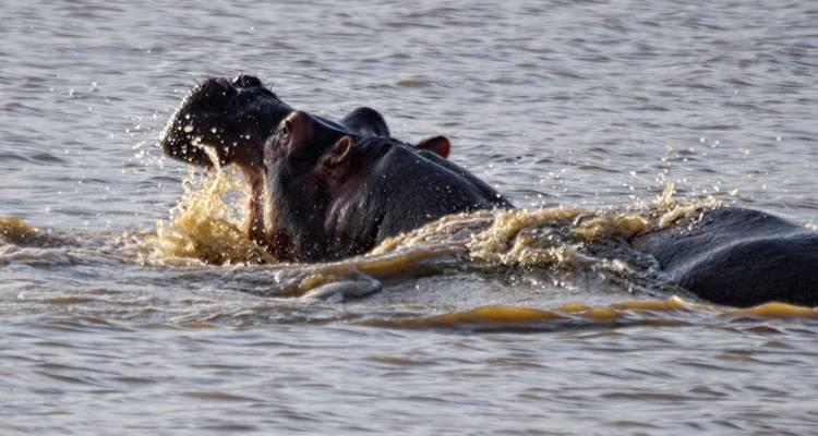 Cratère du Ngorongoro (journée) - Serengeti Access Safaris 1