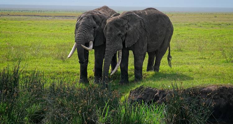 Cratère du Ngorongoro (journée) - Serengeti Access Safaris 2