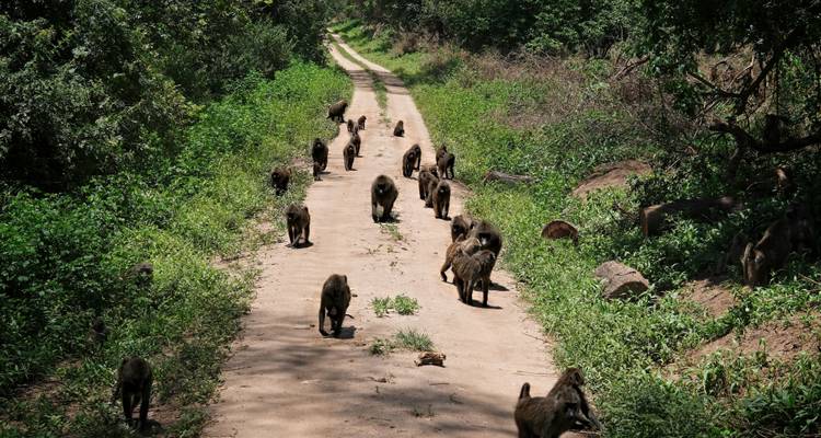 Cratère du Ngorongoro (journée) - Serengeti Access Safaris 3