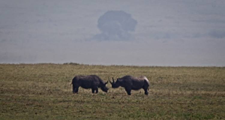 Cratère du Ngorongoro (journée) - Serengeti Access Safaris 4
