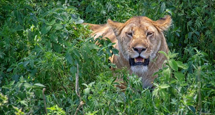 Excursión de 1 día al Parque Nacional de Tarangire - Serengeti Access Safaris 3