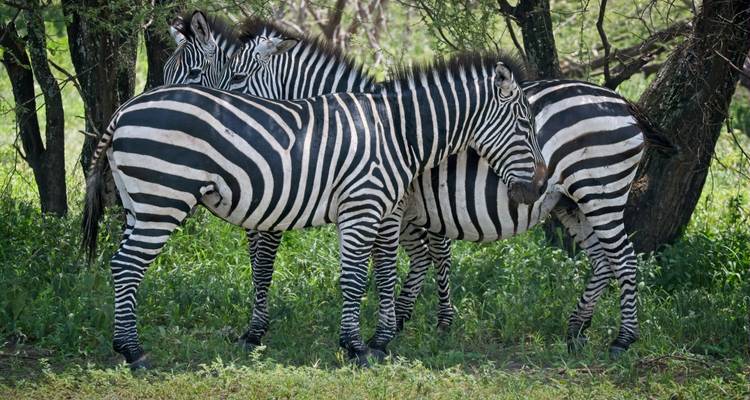 Excursión de 1 día al Parque Nacional de Tarangire - Serengeti Access Safaris 4