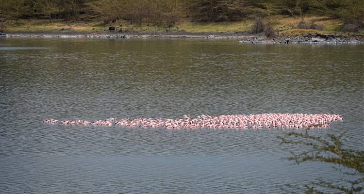 1 day Lake Manyara tour - Serengeti Access Safaris 1