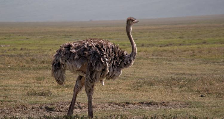 1 day Lake Manyara tour - Serengeti Access Safaris 2