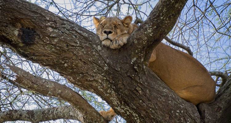 1 day Lake Manyara tour - Serengeti Access Safaris 3