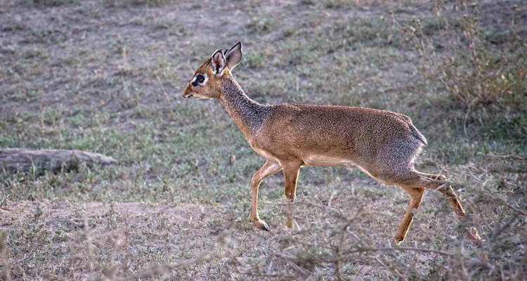 1 day Lake Manyara tour - Serengeti Access Safaris 4