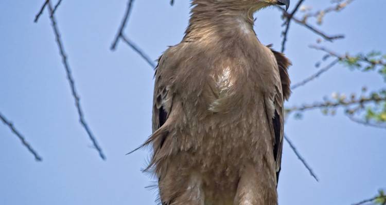 1 day Lake Manyara tour - Serengeti Access Safaris 6