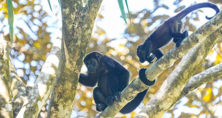 Twee brulapen op een boomtak in de jungle.