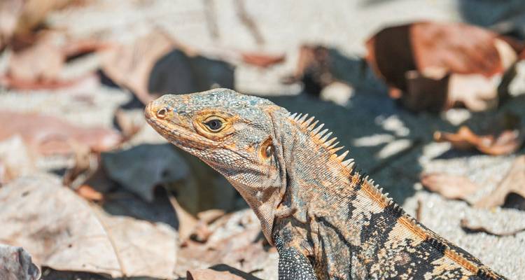 Close-up van een leguaan op een bed van gedroogde bladeren.