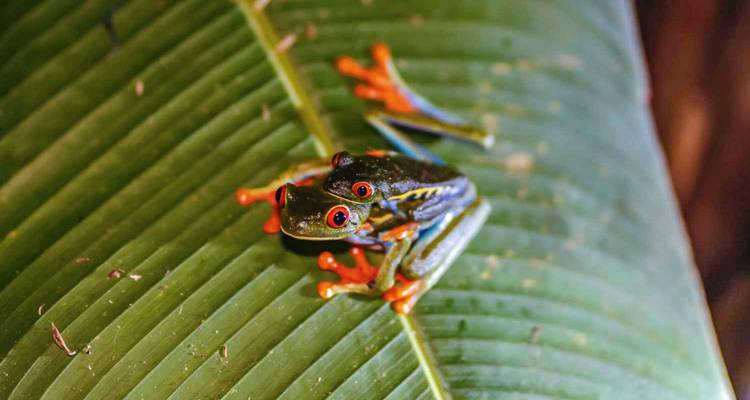 Grenouille colorée aux yeux rouges assise sur une feuille.
