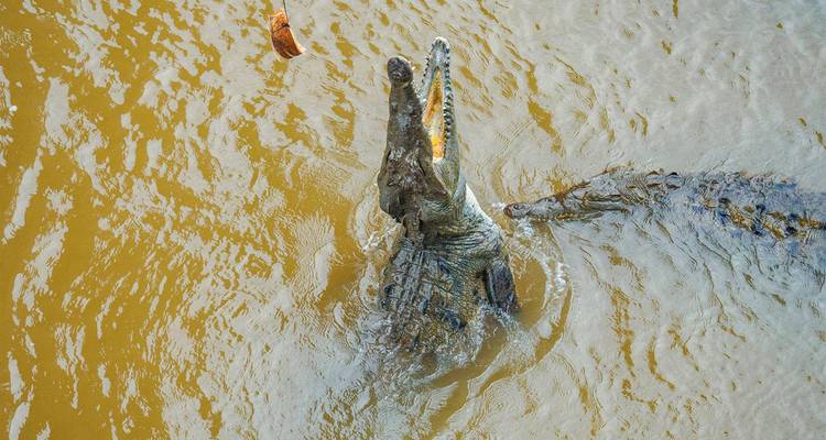 Crocodile avec la gueule ouverte dans l'eau.
