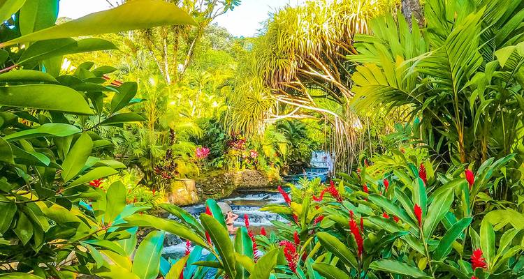 Jardin tropical luxuriant avec petite cascade.