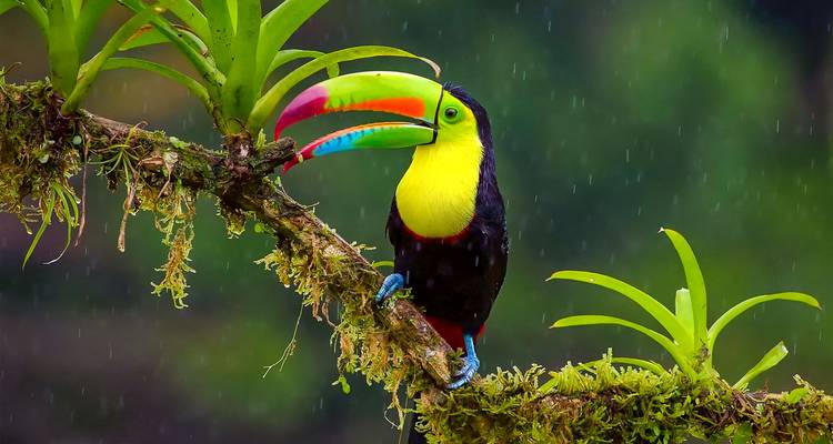 Toucan coloré perché sur une branche sous la pluie.