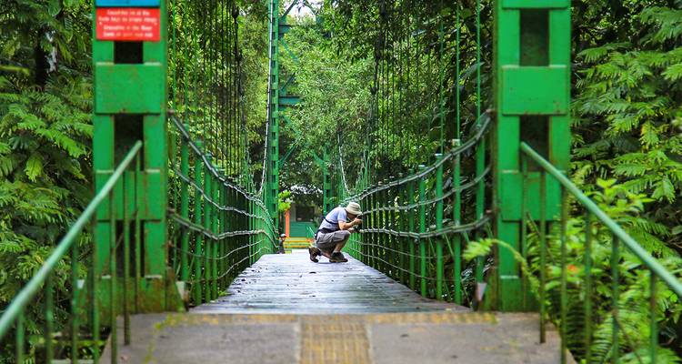 Personne sur un pont prenant une photo entourée d'une forêt dense.