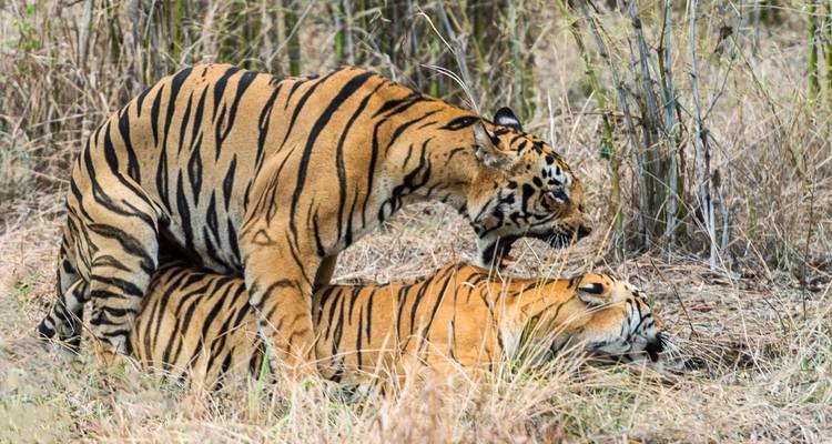 Jim Corbett Tiger Safari Tour With Delhi : Accommodations! - Yoganshi Travel 1