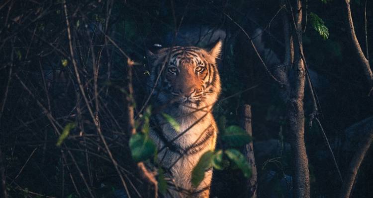 Jim Corbett Tiger Safari Tour With Delhi : Accommodations! - Yoganshi Travel 2