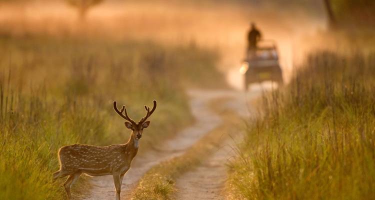 Jim Corbett Tiger Safari Tour With Delhi : Accommodations! - Yoganshi Travel 3