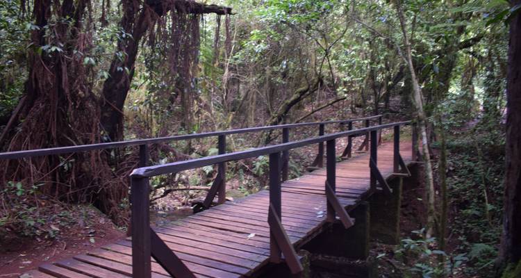 1 day mount Kilimanjaro short trek - Serengeti Access Safaris 1