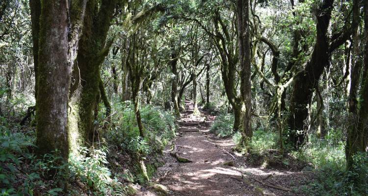 1 day mount Kilimanjaro short trek - Serengeti Access Safaris 3