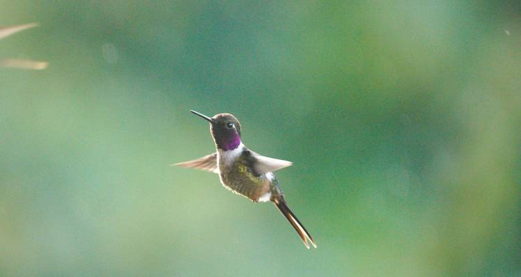 Colibri en vol sur un fond vert tendre.
