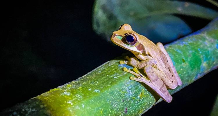 Une grenouille arboricole perchée sur une tige verte la nuit.