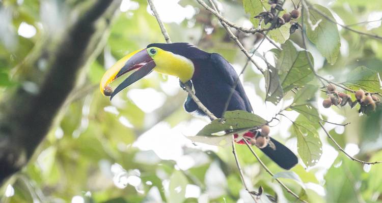 Un toucan perché sur une branche d'arbre avec un feuillage éclatant.