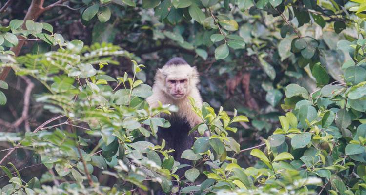 Un singe capucin qui regarde à travers les feuilles denses de la forêt.
