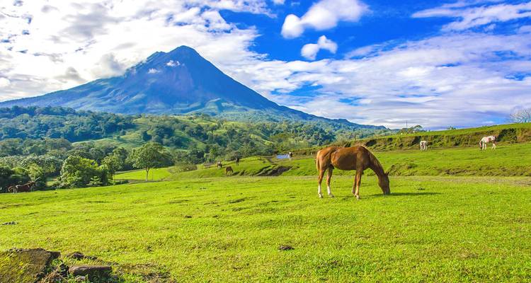 Un caballo pastando con el Volcán Arenal de fondo.