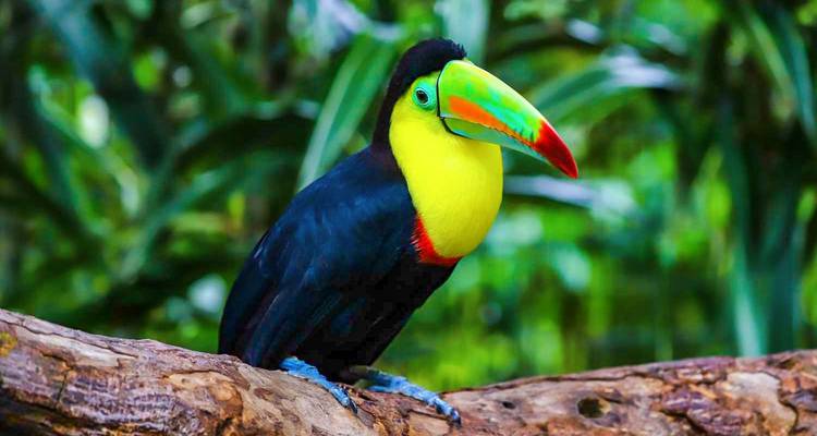 Tucán colorido posado en una rama.