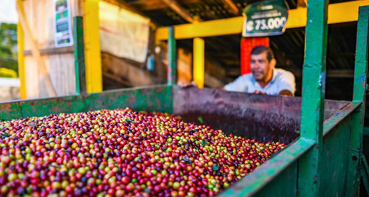 Cerezas de café recién recolectadas con un hombre al fondo.