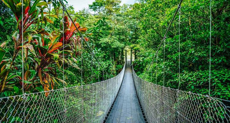 Puente colgante rodeado de densa selva tropical.