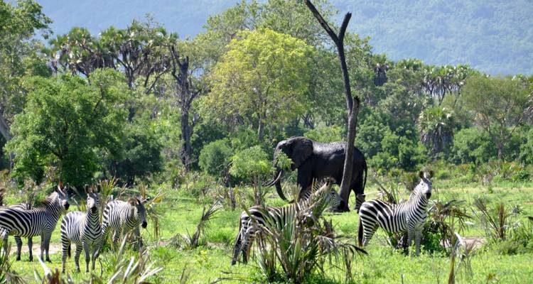 3 Days Selous tour (Nyerere national park) from Zanzibar - Serengeti Access Safaris 1
