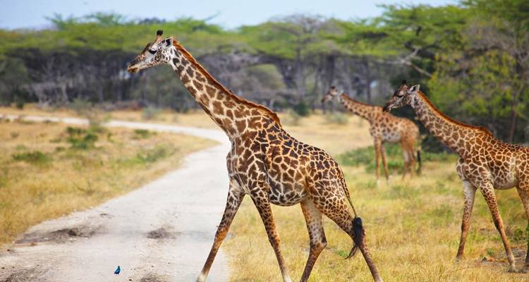 3 Days Selous tour (Nyerere national park) from Zanzibar - Serengeti Access Safaris 3