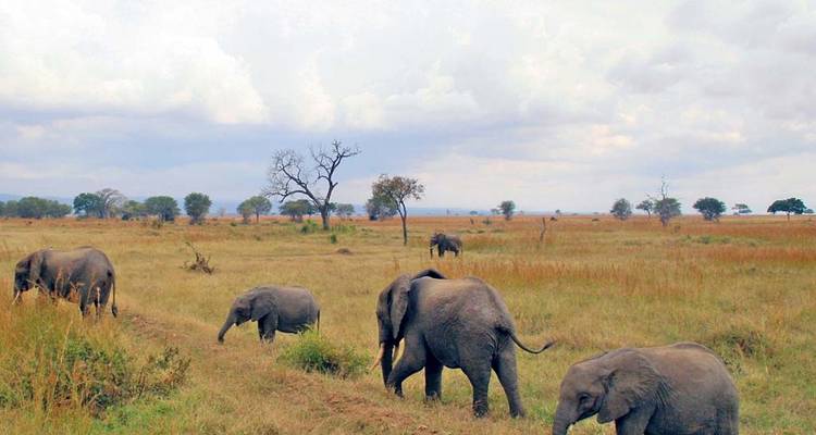 3 Days Selous tour (Nyerere national park) from Zanzibar - Serengeti Access Safaris 4