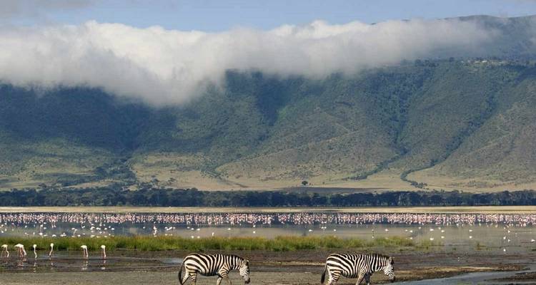 Zebra's grazend bij een meer met flamingo's in de verte.